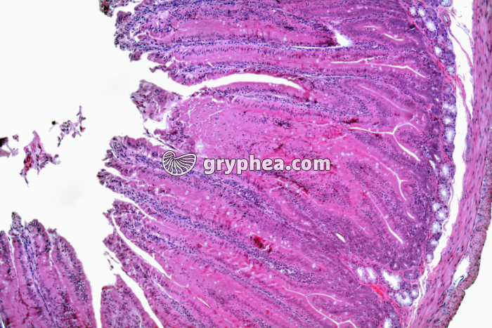 Intestin x25 - gryphea.org